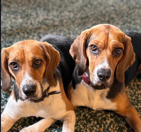 R.I.P. Monty and Peanut…